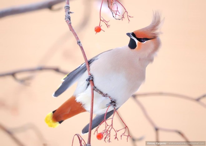 عکاسی حرفه ای از پرندگان